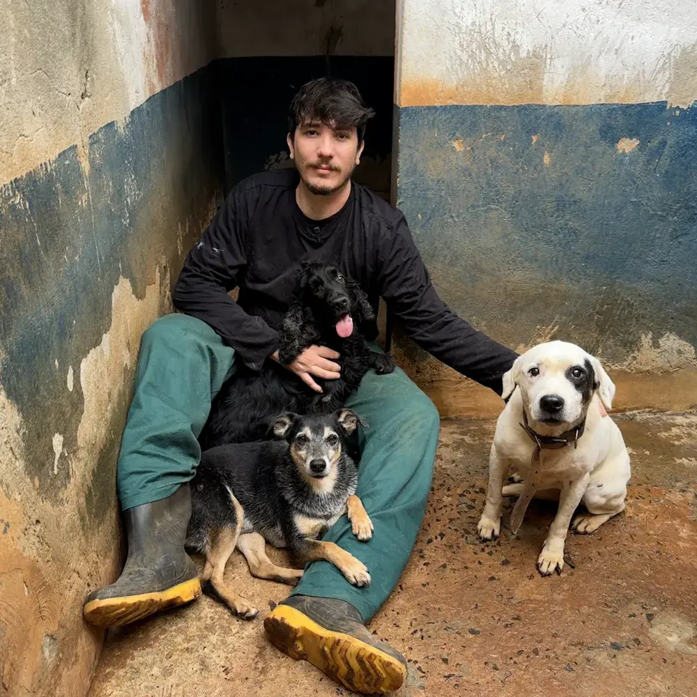 Cães acolhidos em um dos abrigos apoiados